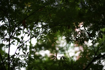 _H3A0075