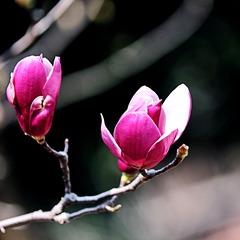 玉兰花