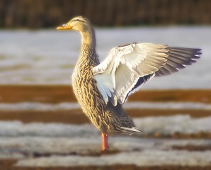 2201595