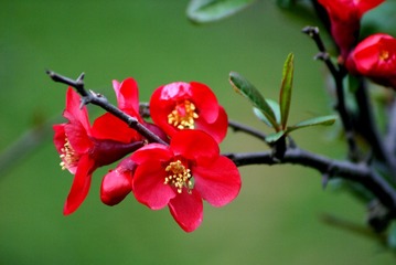DSC09454_