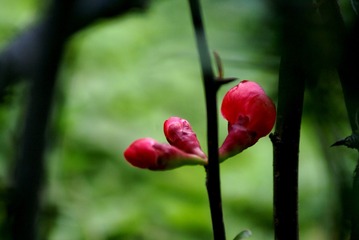 DSC09452_