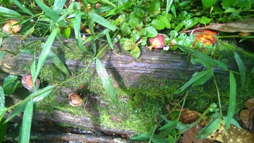 WP_20140717_058