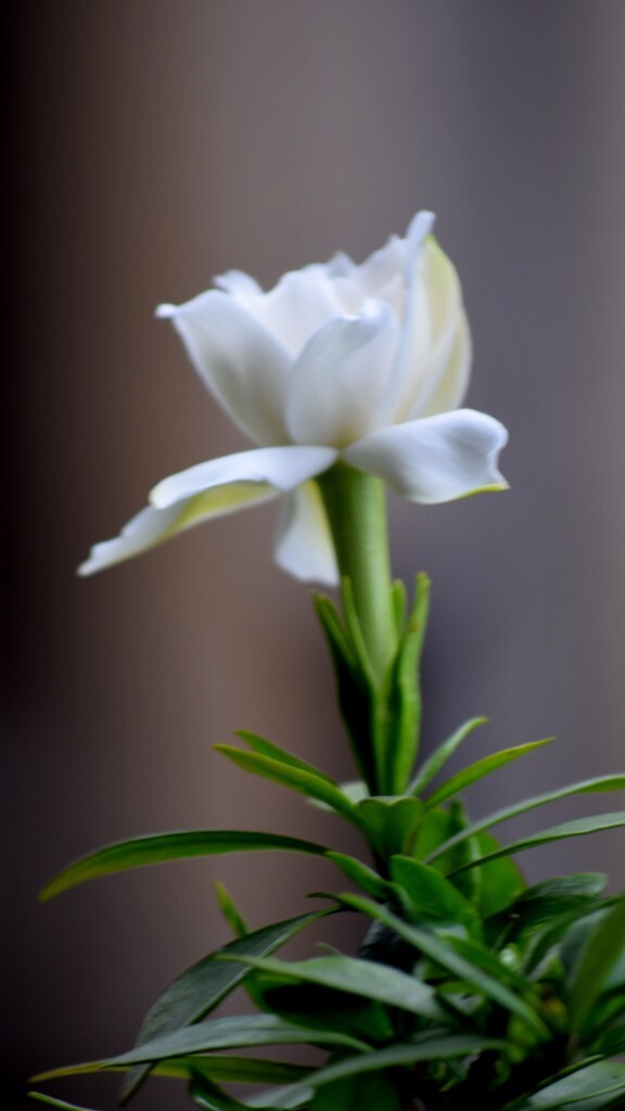 20150607,拍桅子花.