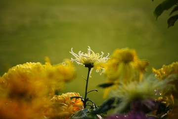 DSC00095_