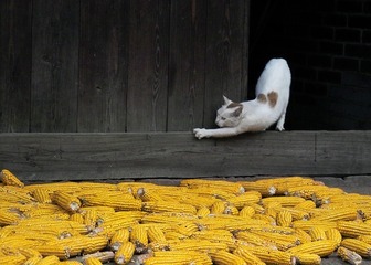IMG10885Aa