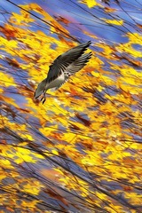 IMG06704ABa