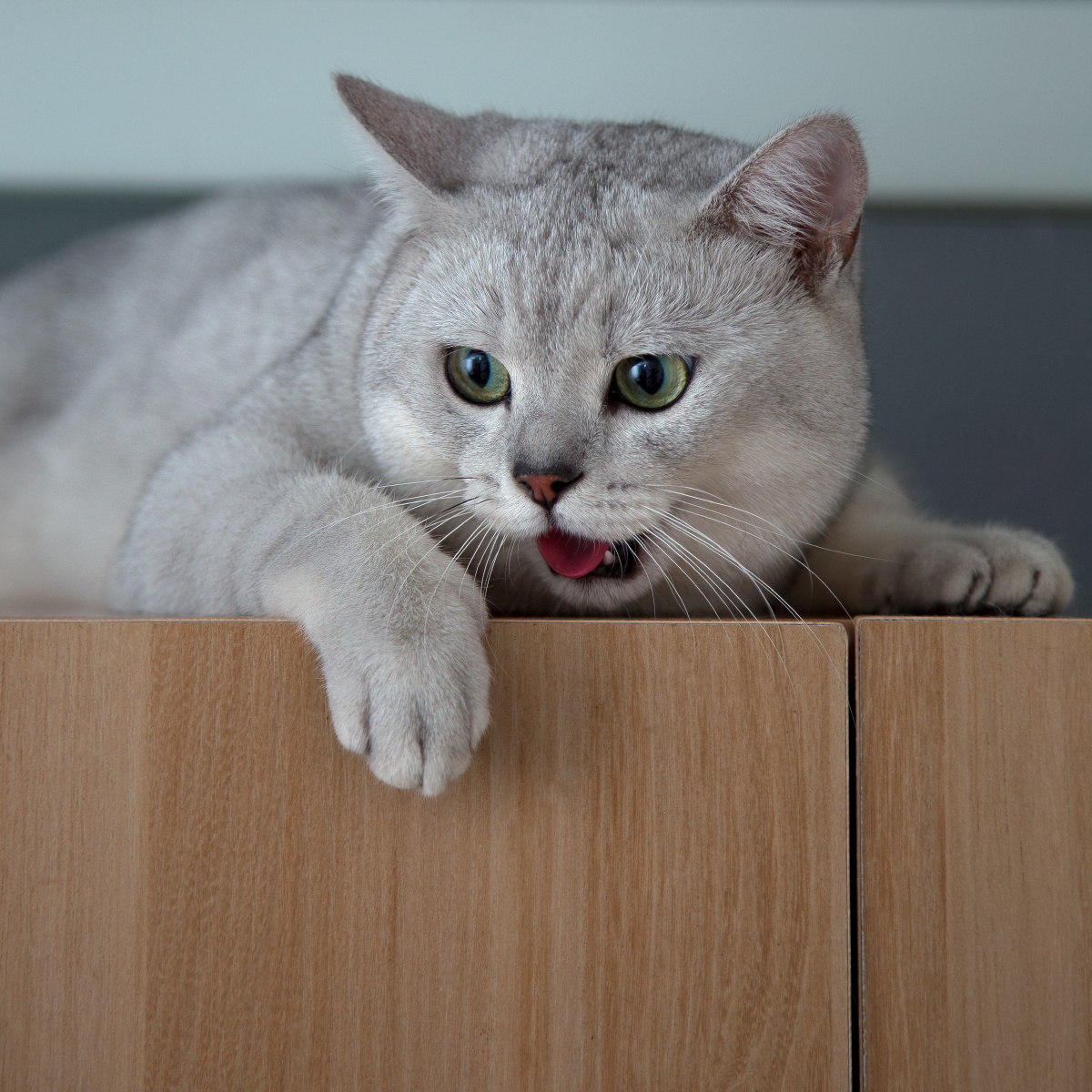 吐舌头的调皮鬼