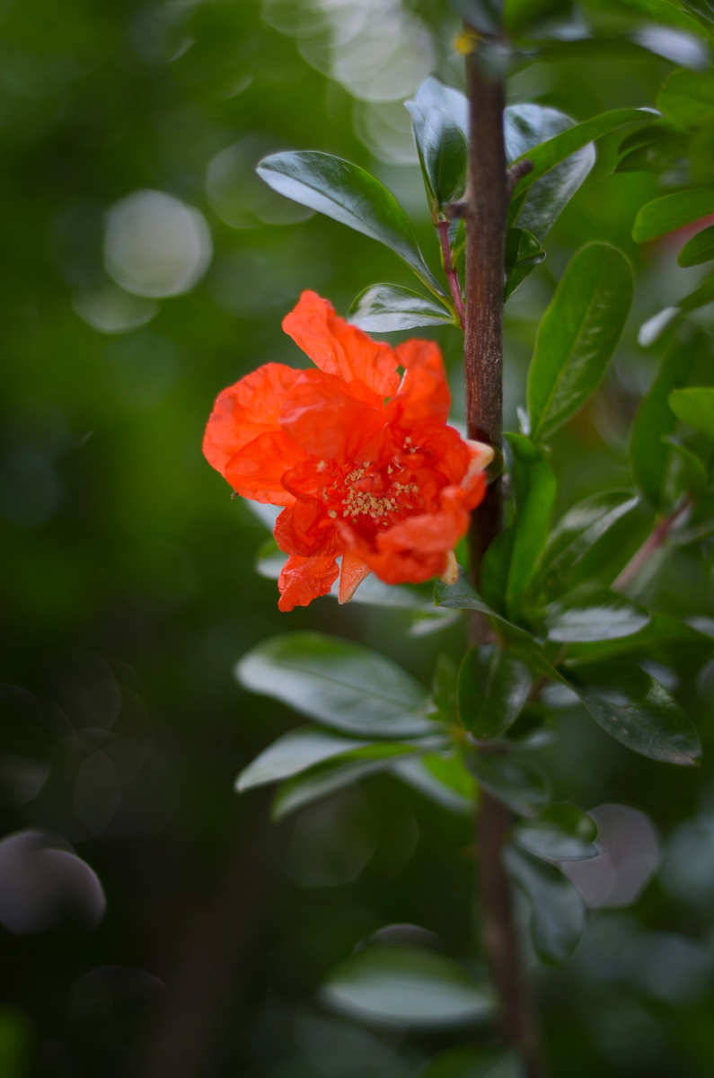 红艳艳的石榴花