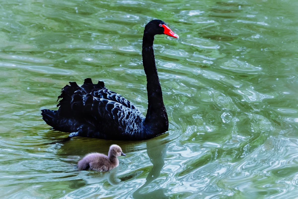 黑天鹅与鹅宝宝