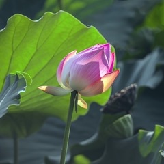 一支独秀 