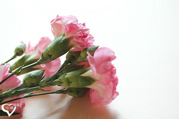 小粉花_09编辑