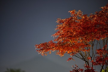 2016119