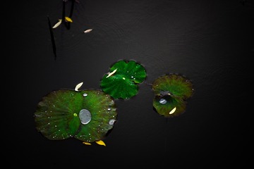 2016115