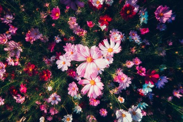 繁花