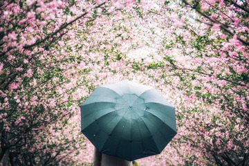 繁花漫天