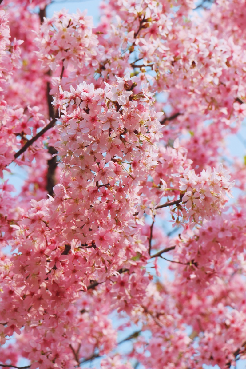 春日樱花