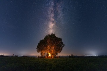 豹梅木树|银河