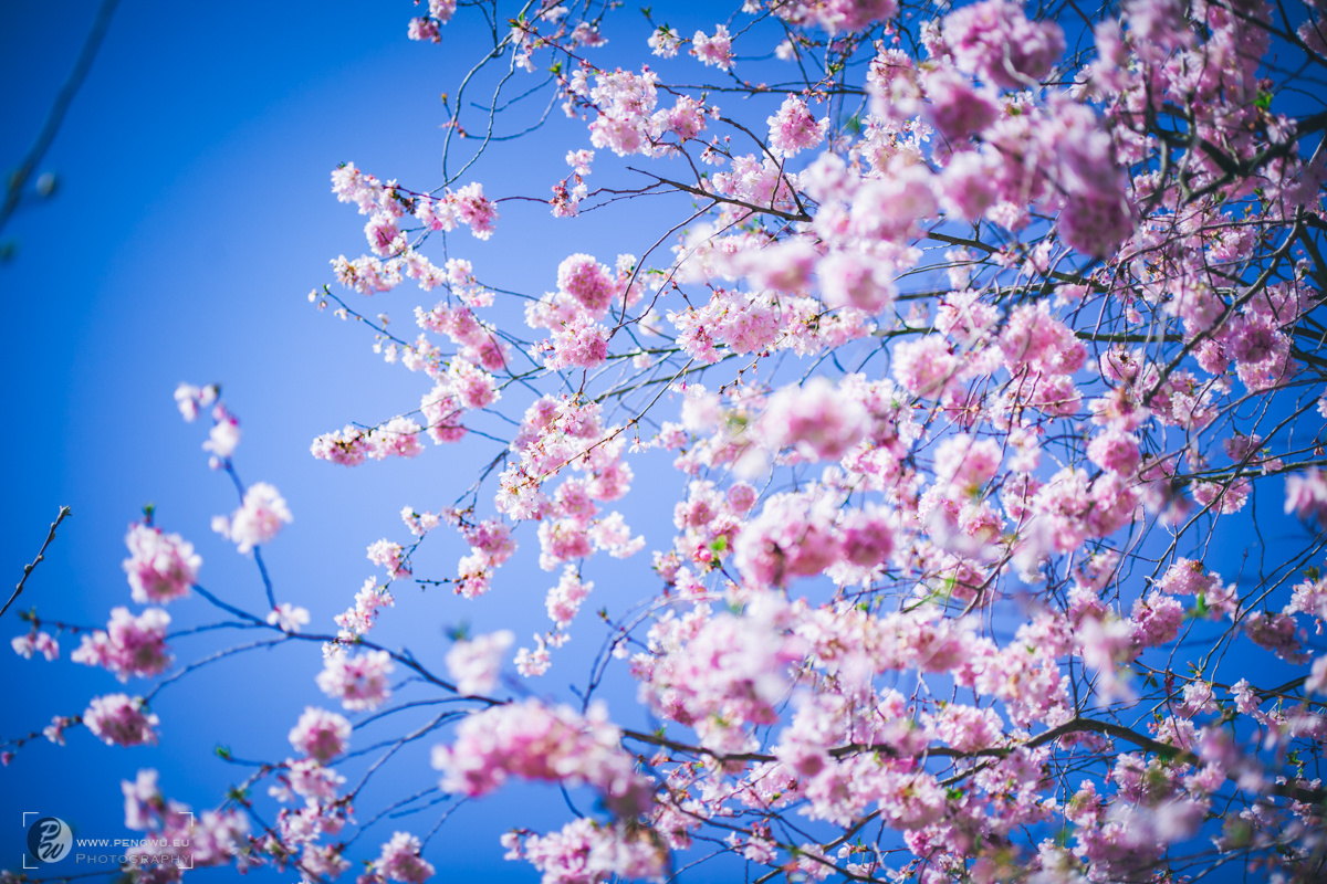 德国旅拍樱花季