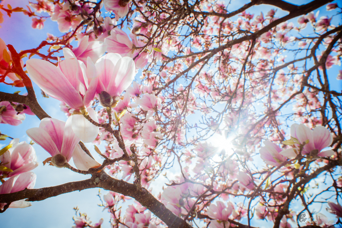 阳光正好微风不燥爱这人间烟火正好的春天