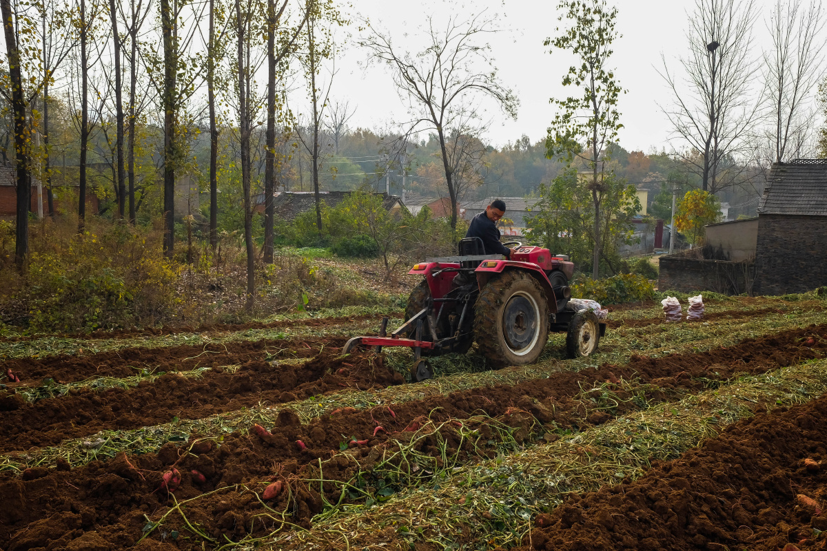 09,驻马店驿城区胡庙乡龚楼村井泉沟,一大早,郑胜利家的红薯地里干活