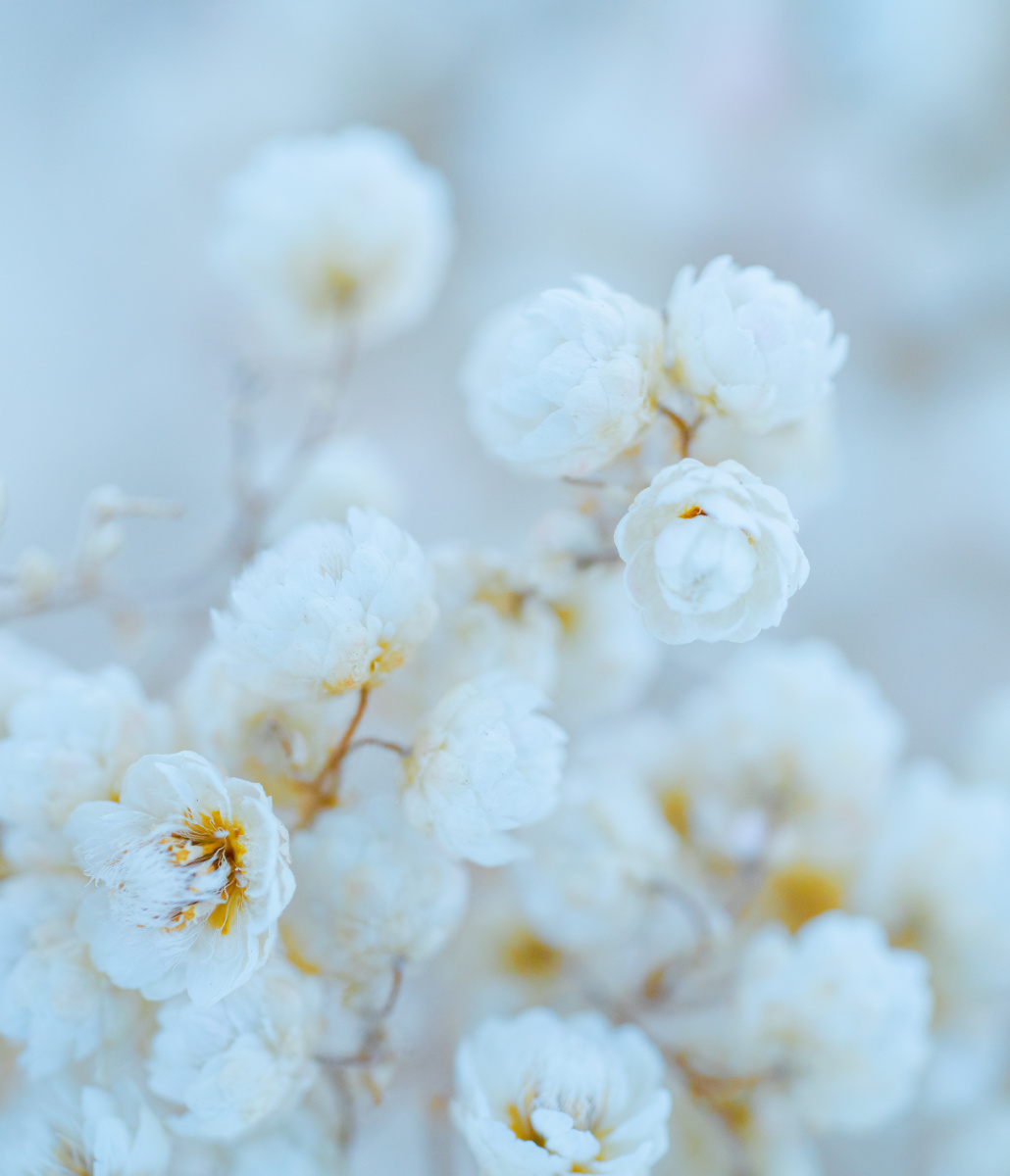 微距下的小米花