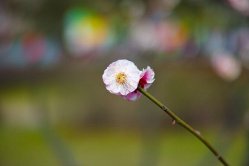 SDIM0617