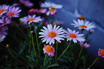 SDIM0650
