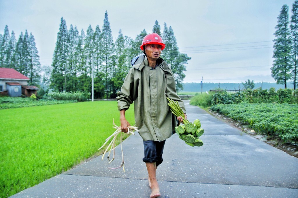 赶集:爷爷为了明早的赶集,就算是下雨也去池塘里摘了莲蓬,挖了藕尖。风雨无阻!