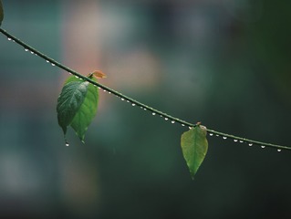 1000046125