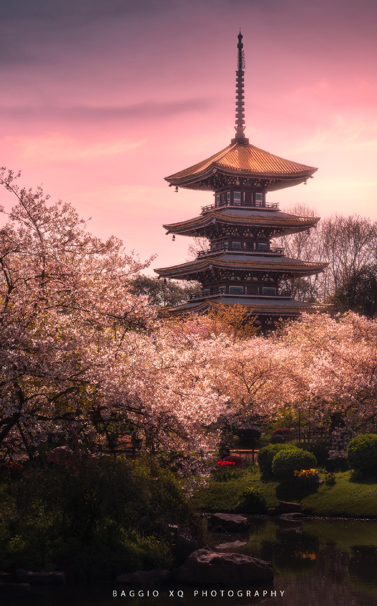 樱花五重塔