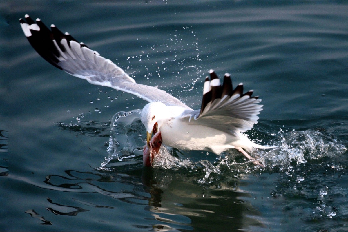 青岛的海鸥捕鱼瞬间