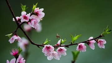 蜂之语