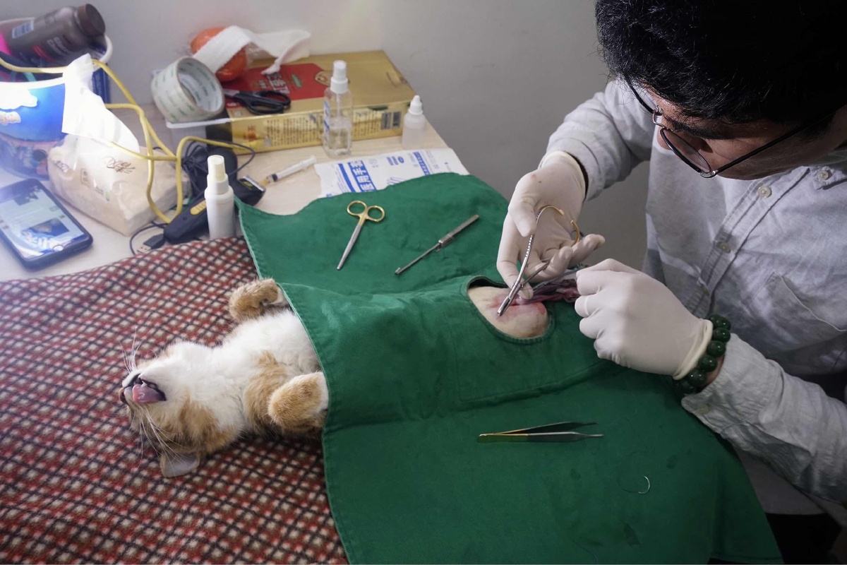 04.02花卷绝育纪录