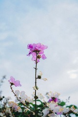 C1F7CCD0-2409-4617-B70F-99EAC616DB6E/L0/001