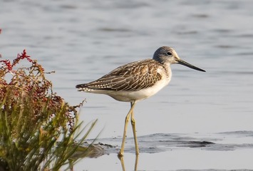 IMG_9272-1