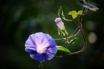 牵牛花-9
