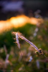 _DSC0637-4