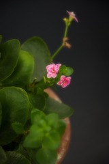 DSC_3156-1