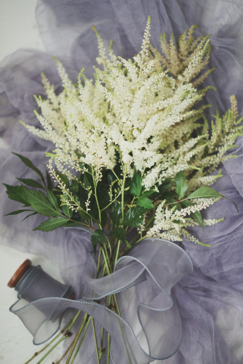 落新妇针垫拉丝弗朗