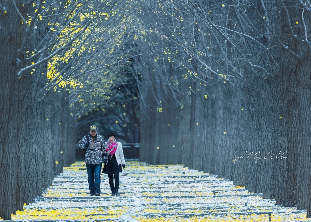 北京下了第一场小雪，掉落满地银杏叶告诉你，昨晚发生了什么。残留的还在继续着风中飞舞，冷的刺骨，唯有相依相偎。