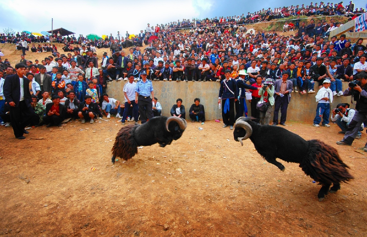 斗羊比赛是彝族保留了几千年的传统.