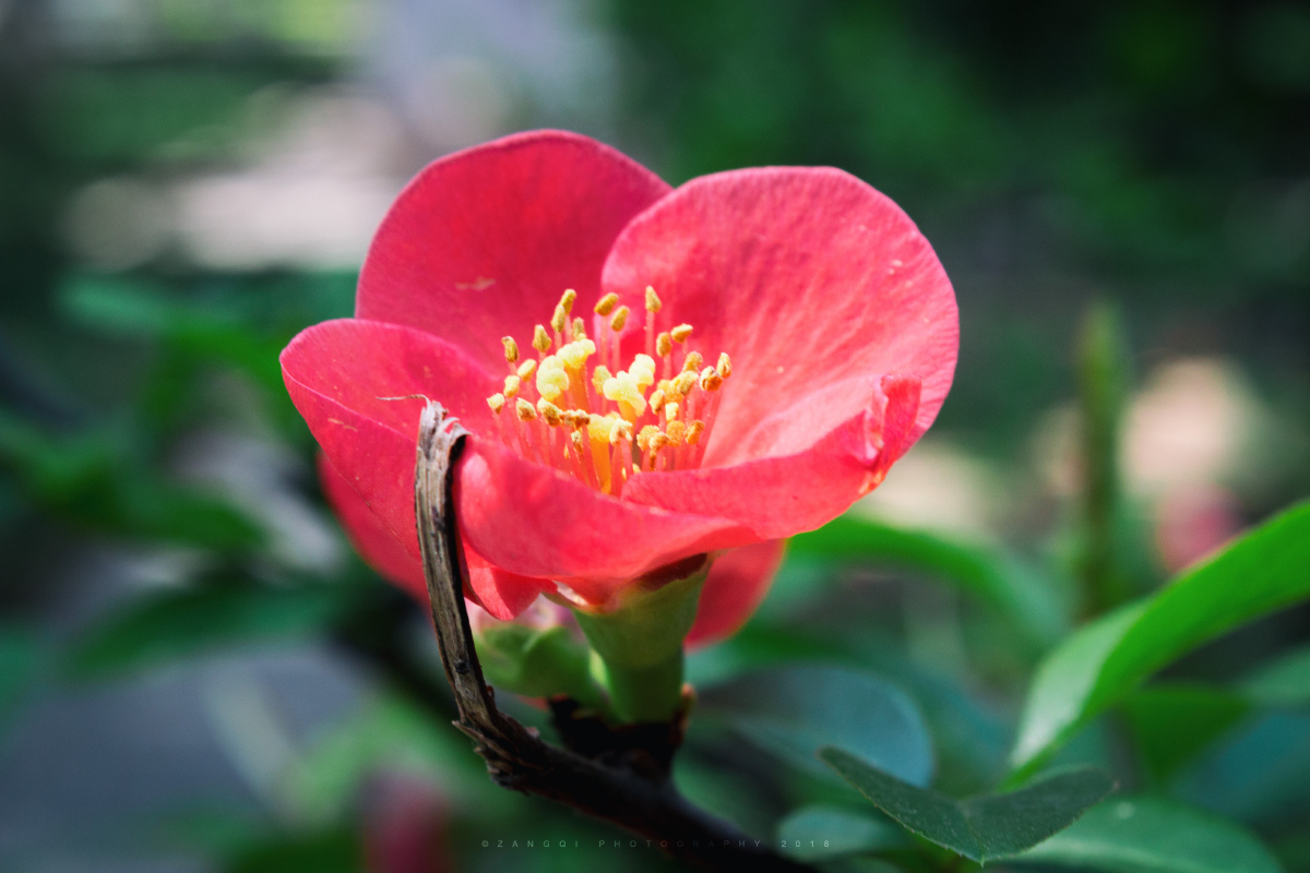 一树光阴一树花何其葳蕤何其愁