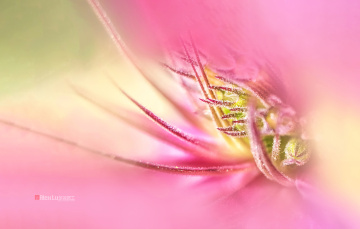 花蕊绽放