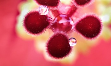 花蕾