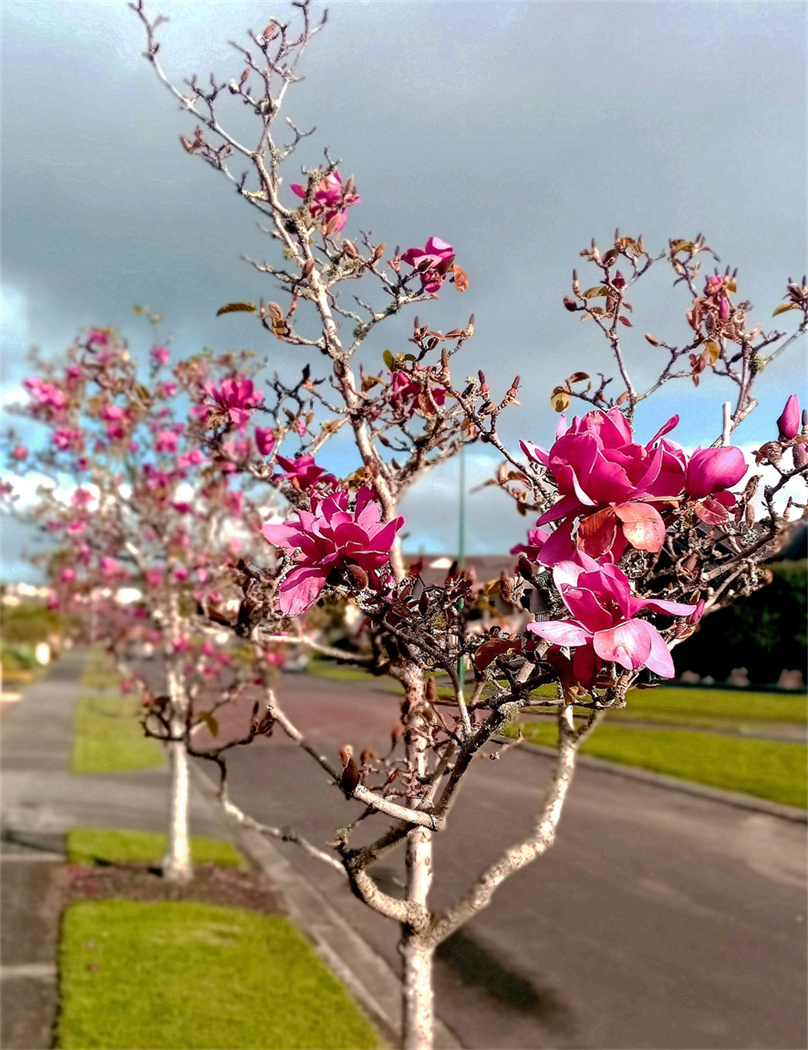 盛开的玉兰花 - 飞鹰998 - 图虫