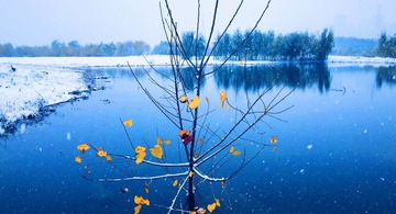 冬雪