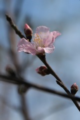 IMG_9902g
