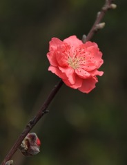 IMG_9905g