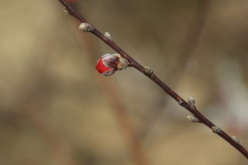 IMG_9907g