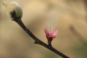 IMG_9913g